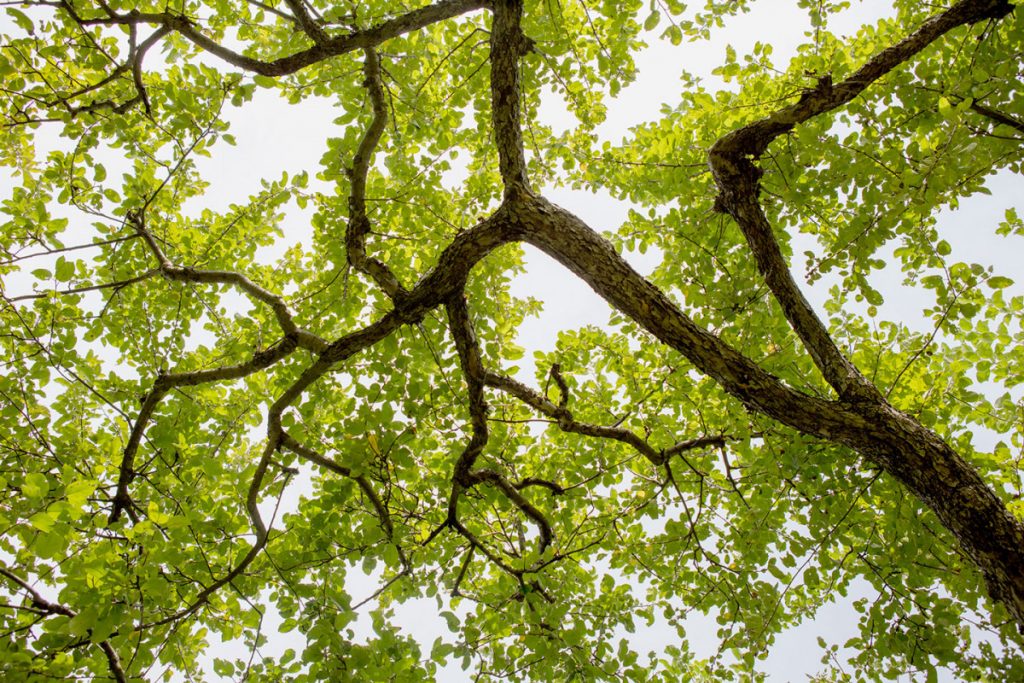 A tree branch with beautiful green leaves overhead
