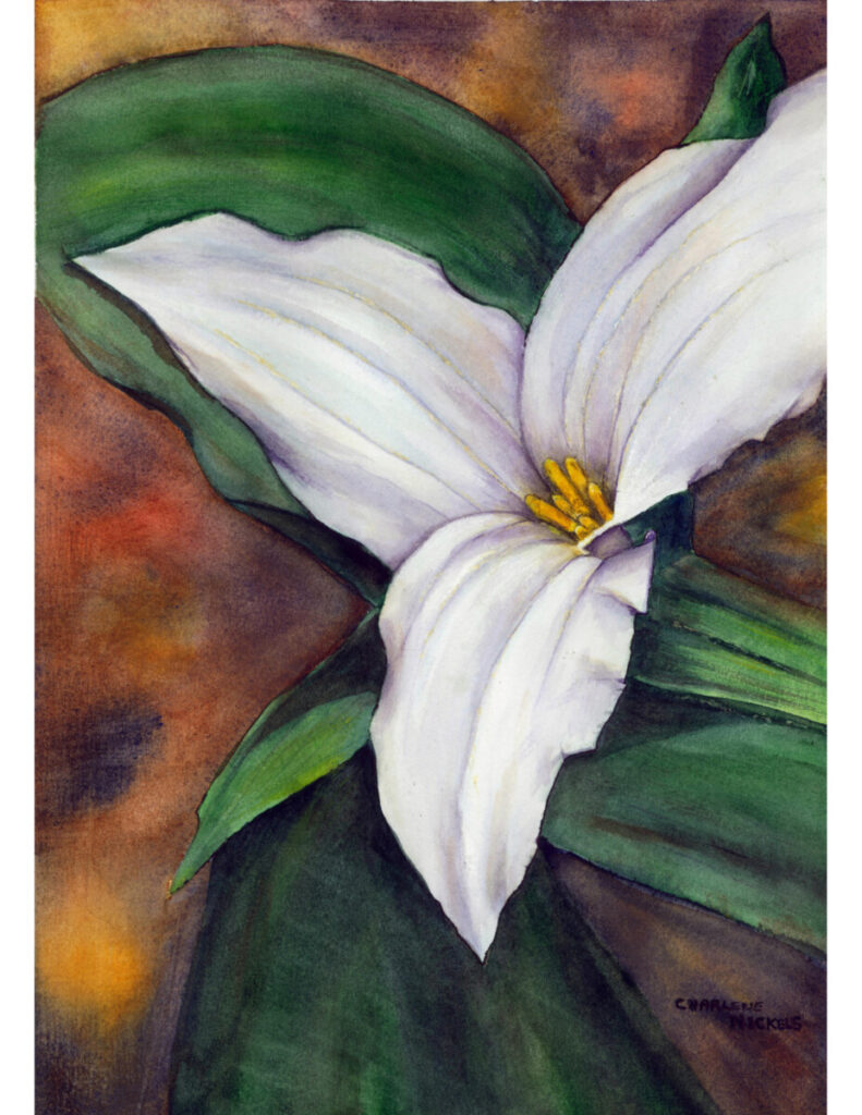 trillium solitude 2019 18x22 watercolor 495 charlene nickels
