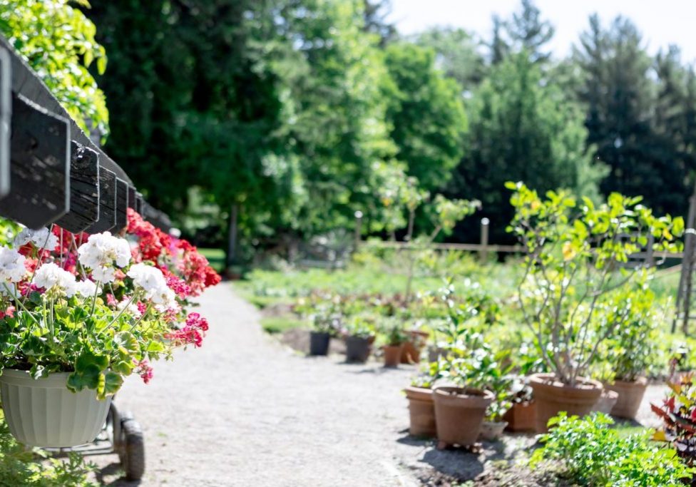 Potted plant in front of the garden