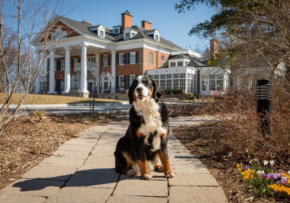 Beautiful dog sitting in front of Langdon Hall Main House