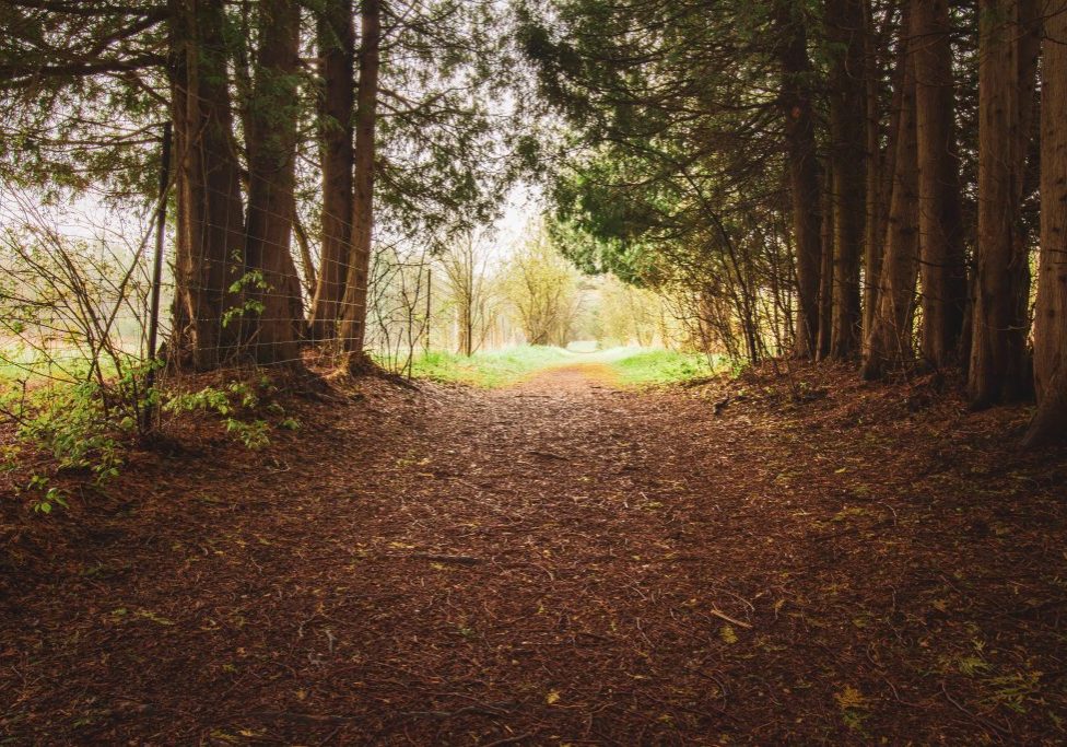 Groomed walking trails