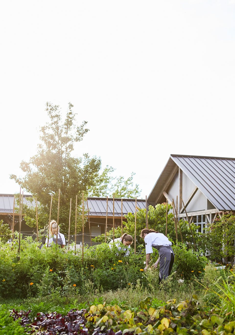 Staff Harvesting From the Gardens