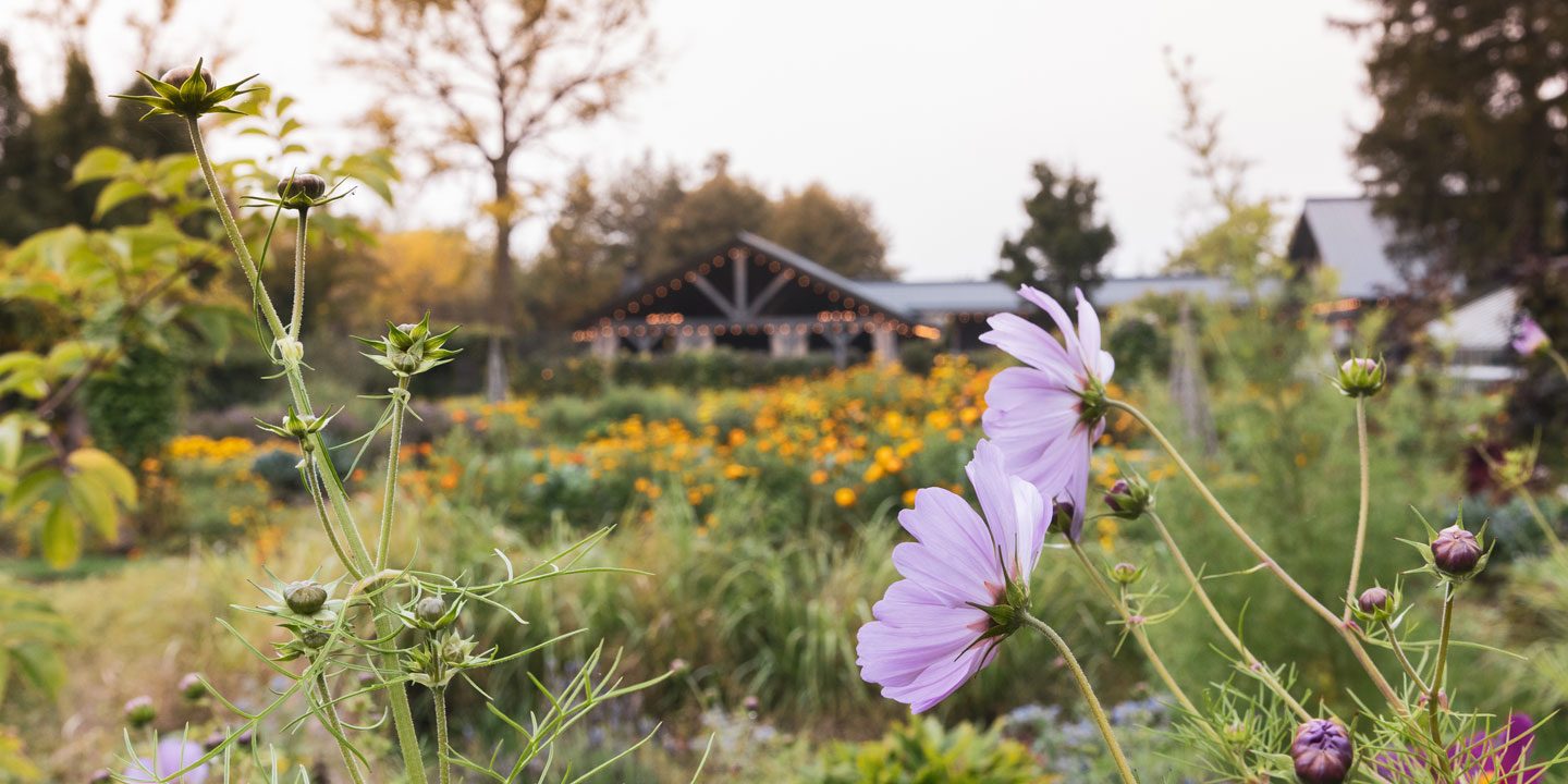 Flowers in a field overlooking Langdon Hall